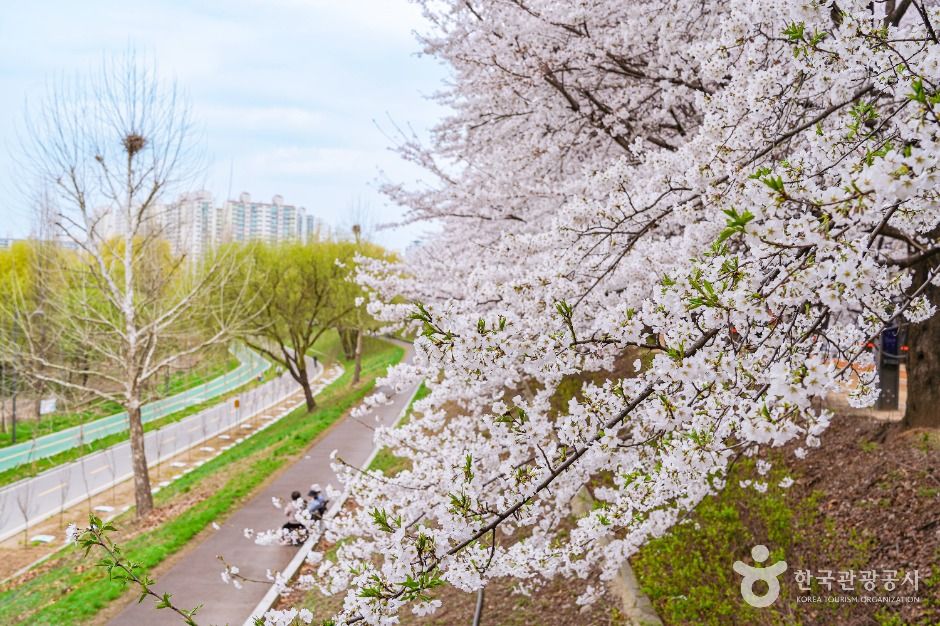 서울_안양천제방벚꽃길 (6)