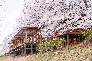 안양천제방벚꽃길