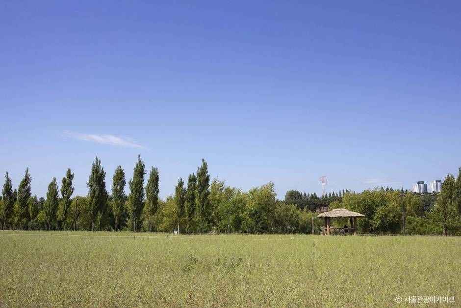 양화한강공원 (8)