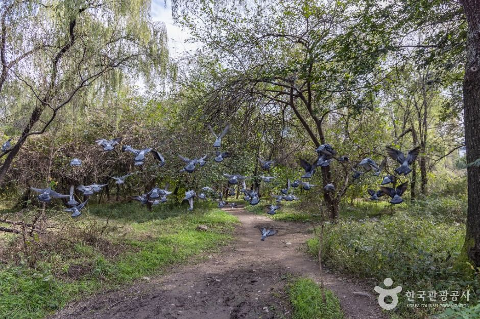 서울_여의도샛강생태공원 (7)