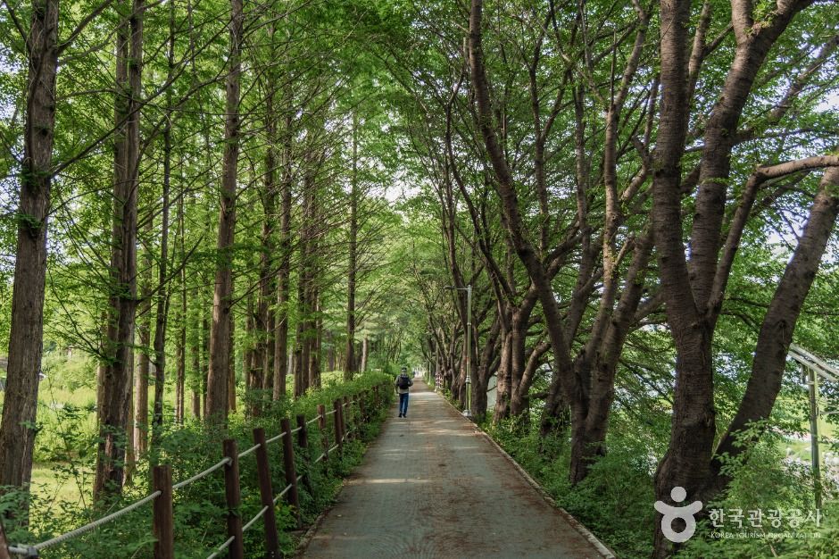 서울_여의천 (2)