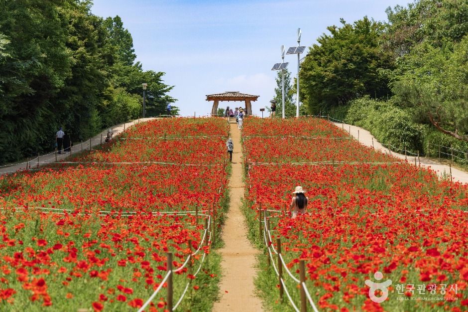 서울_올림픽공원 들꽃마루 (4)