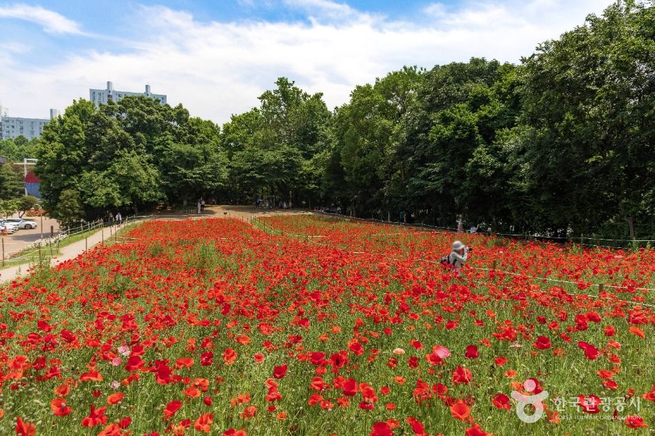 서울_올림픽공원 들꽃마루 (5)
