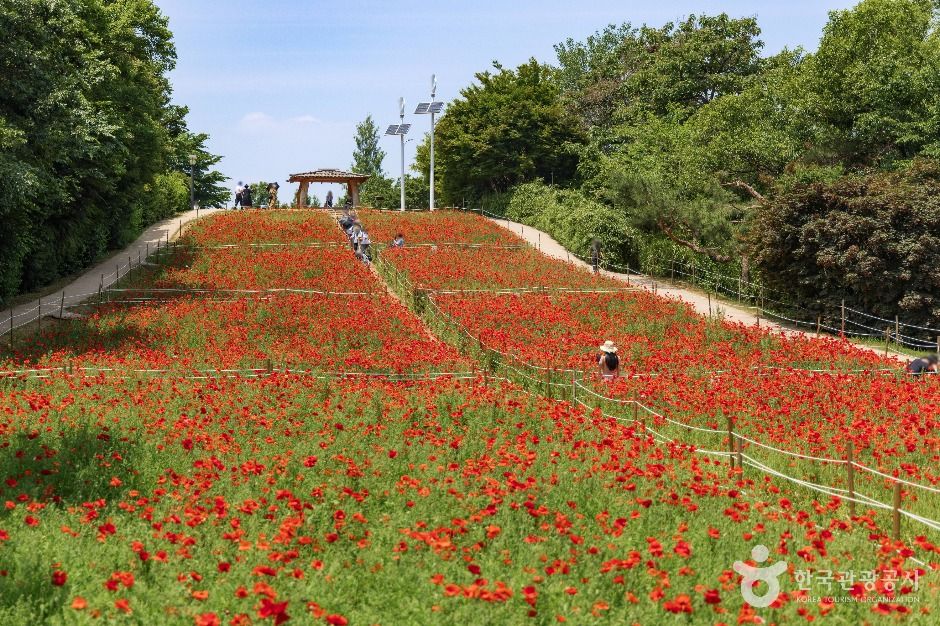 서울_올림픽공원 들꽃마루 (7)