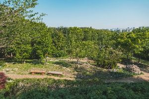 대모산숲속야생화원