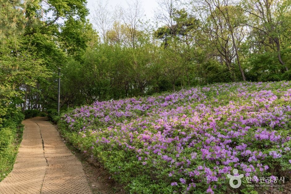 서울_일자산근린공원 (5)