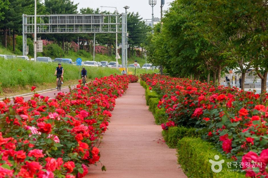 중랑장미공원 (7)