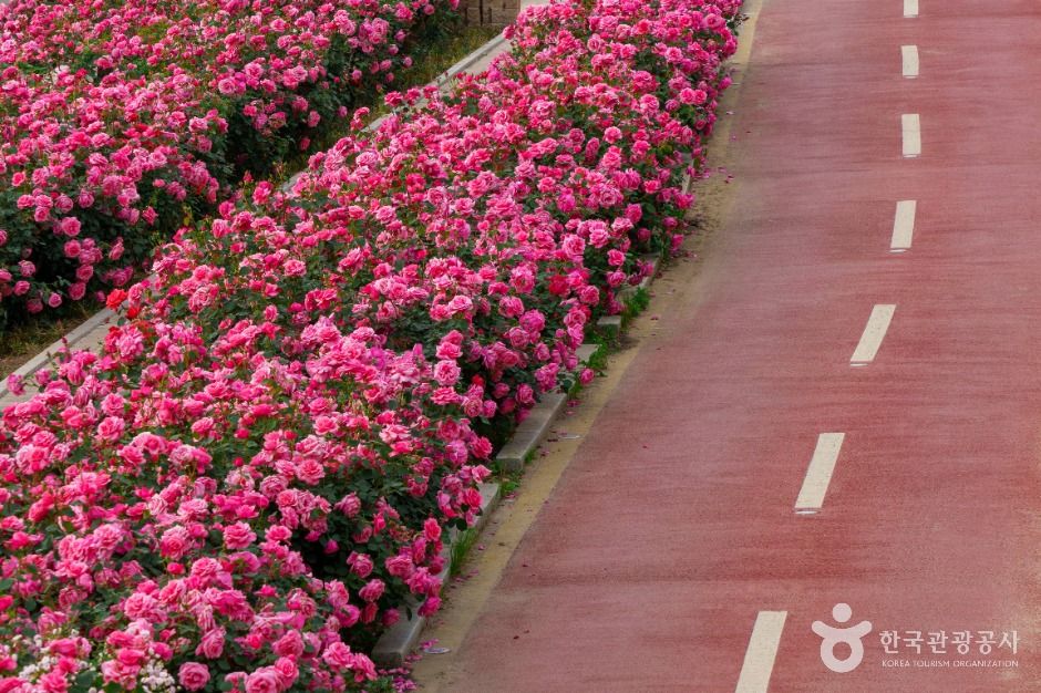 중랑장미공원 (6)