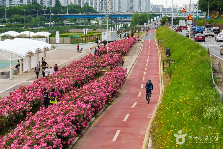 중랑장미공원 (4)