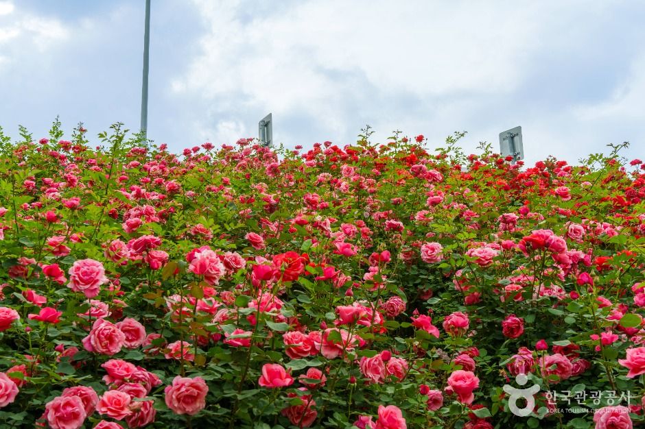 중랑장미공원 (3)