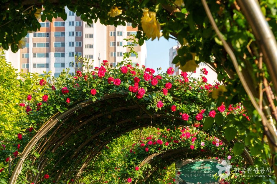 중랑장미공원 (1)