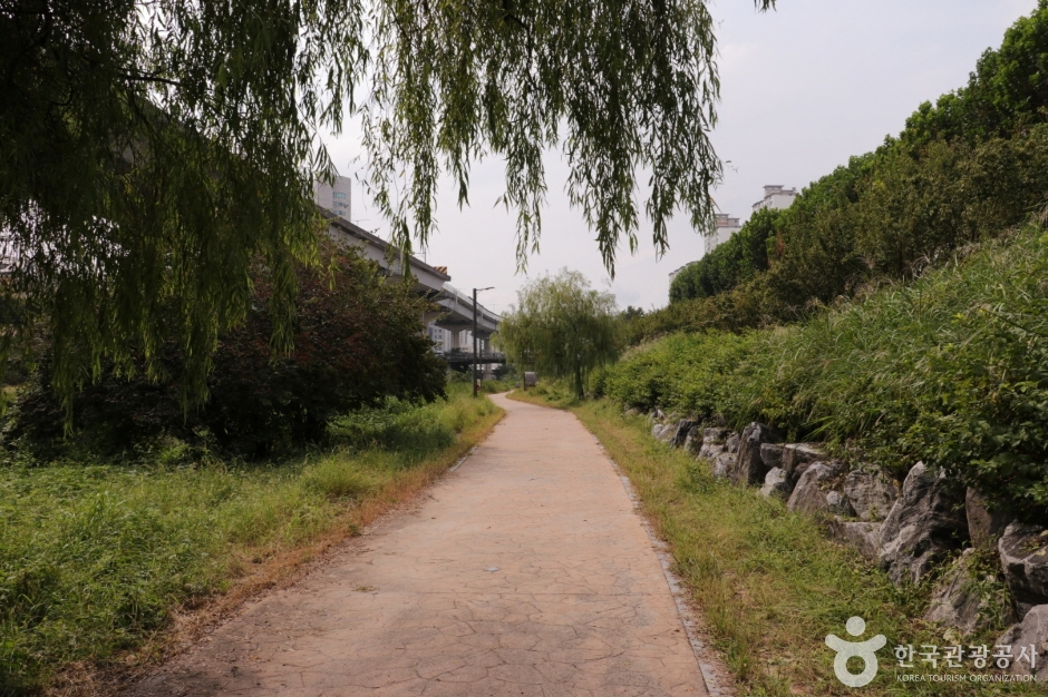 청계천 버들습지 (7)