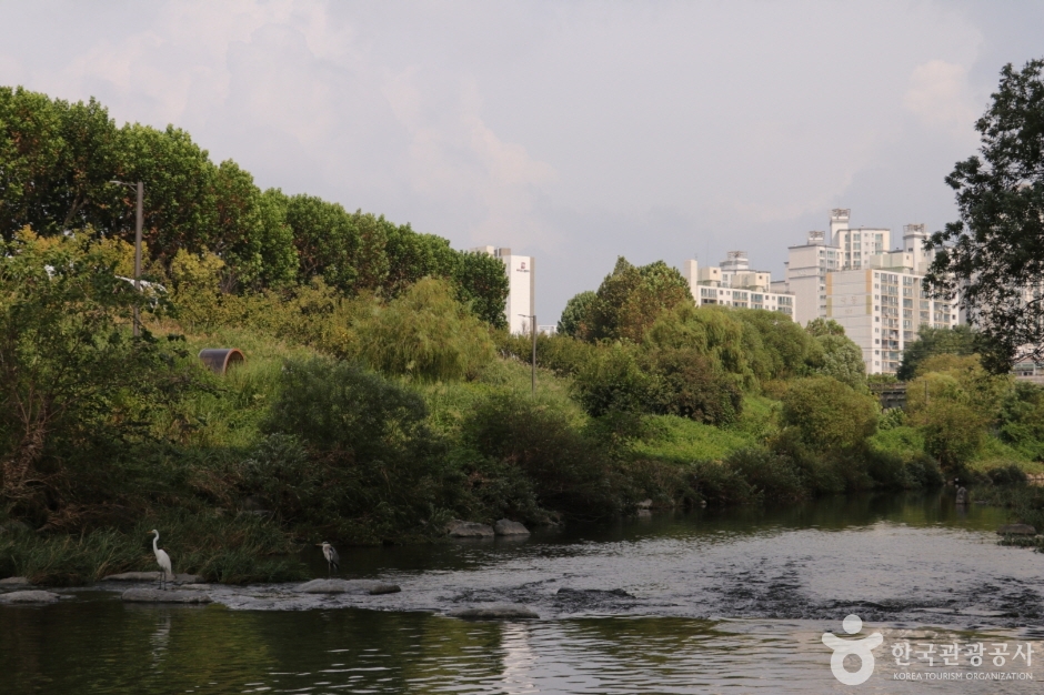 청계천 버들습지 (16)