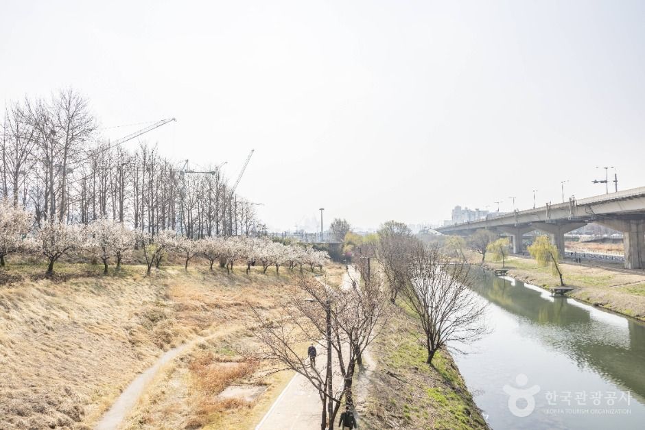 서울_하동매실거리 (1)