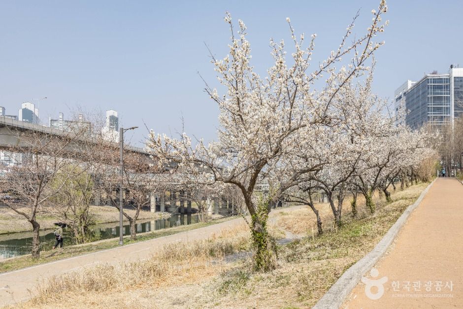 서울_하동매실거리 (3)