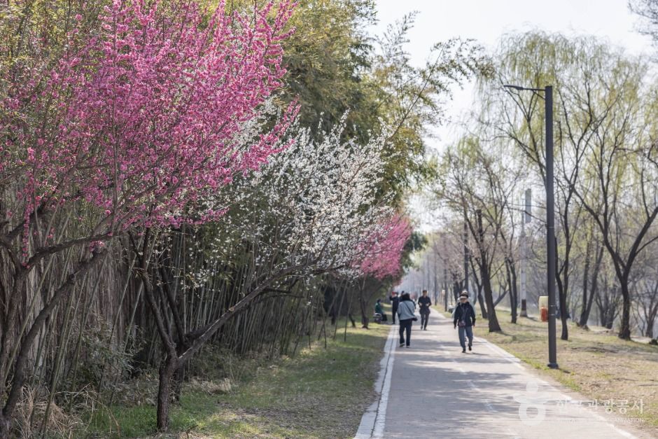 서울_하동매실거리 (4)