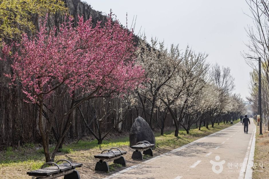 서울_하동매실거리 (5)