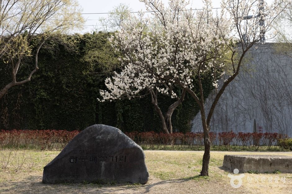 서울_하동매실거리 (9)