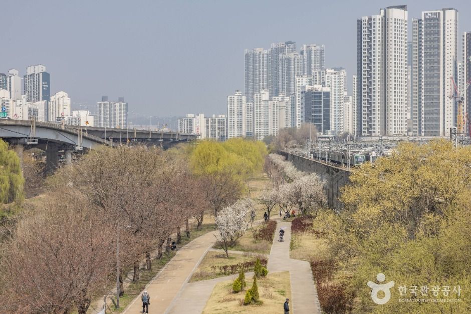 서울_하동매실거리 (10)