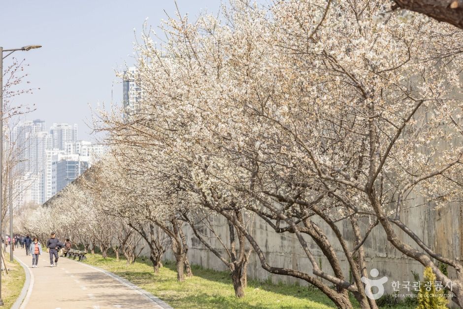 서울_하동매실거리 (14)