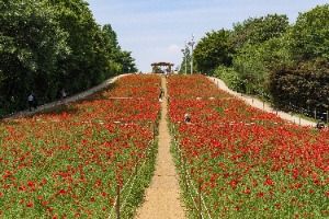 올림픽공원 들꽃마루