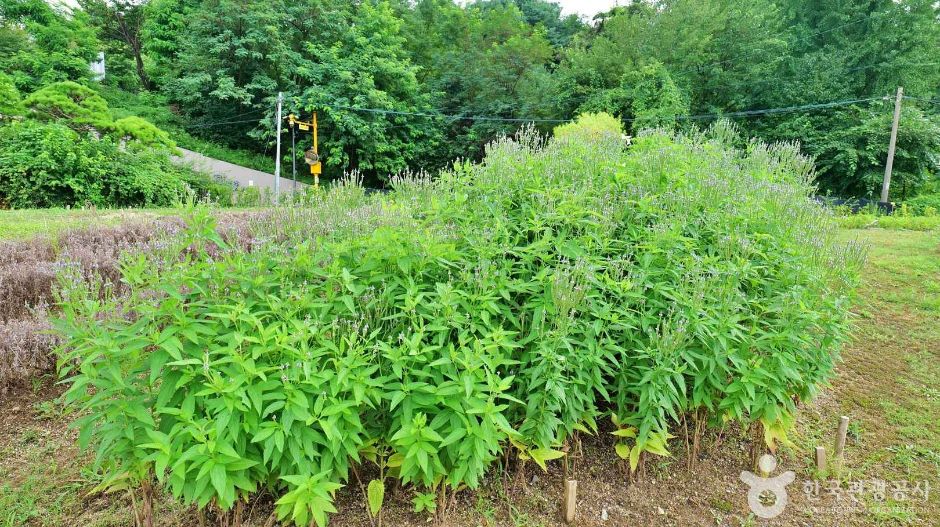 허브체험공원 (2)