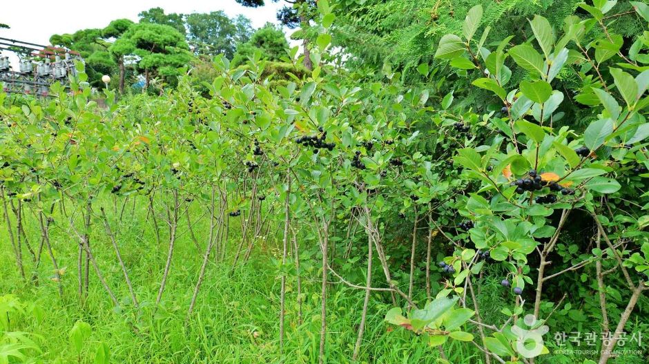 허브체험공원 (4)