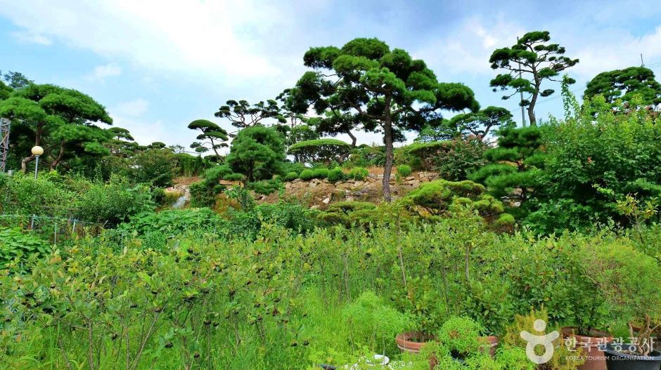 허브체험공원 (5)