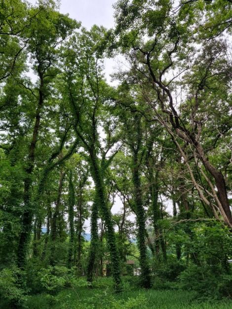 헌인릉 생태경관보전지역(오리나무림) (1)