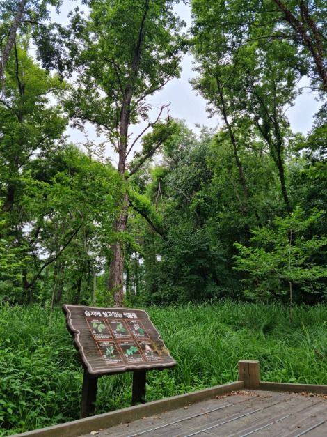 헌인릉 생태경관보전지역(오리나무림) (2)