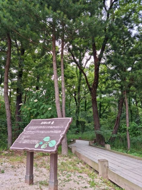 헌인릉 생태경관보전지역(오리나무림) (3)