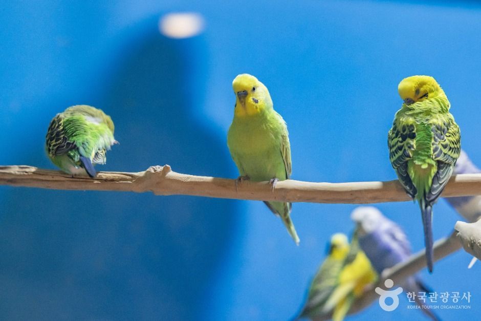 서울도봉_헬로애니멀 (9)