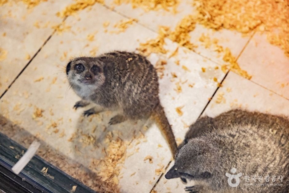 서울도봉_헬로애니멀 (11)