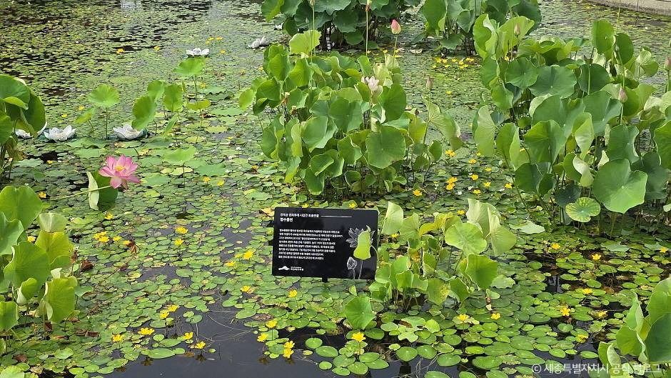 세종_국립세종수목원 (3)