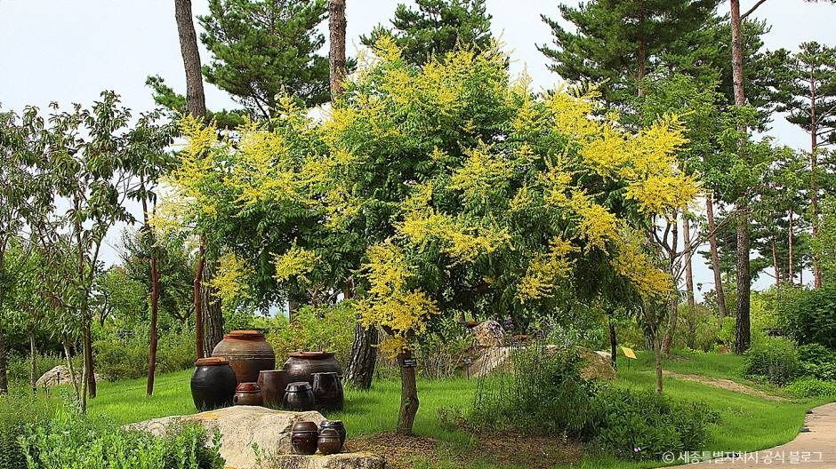 세종_국립세종수목원 (5)