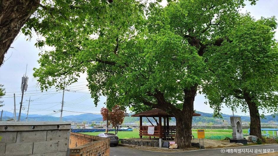 세종_금남 백로 서식지 (2)