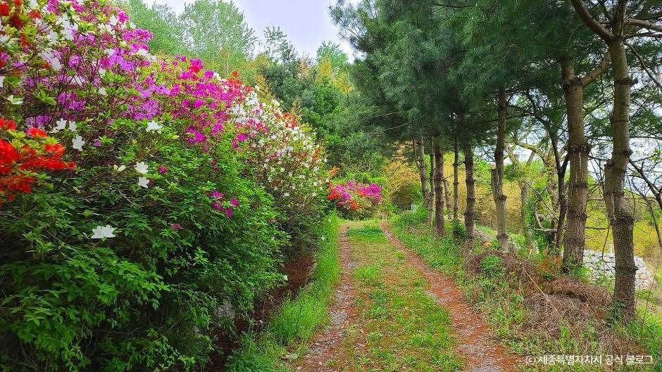 세종_금남 백로 서식지 (5)