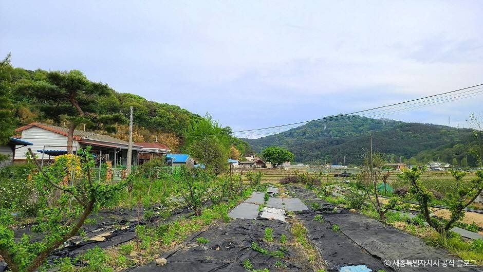 세종_금남 백로 서식지 (6)