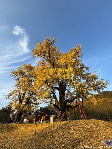 세종_세종 임난수 은행나무 (1)