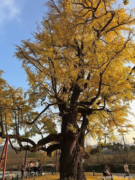 세종_세종 임난수 은행나무 (2)