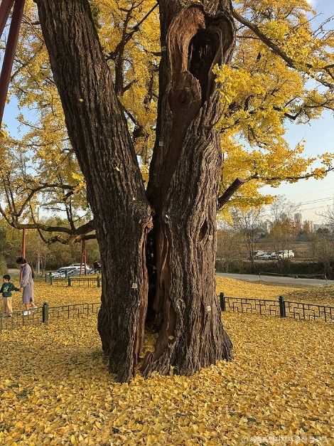 세종 임난수 은행나무