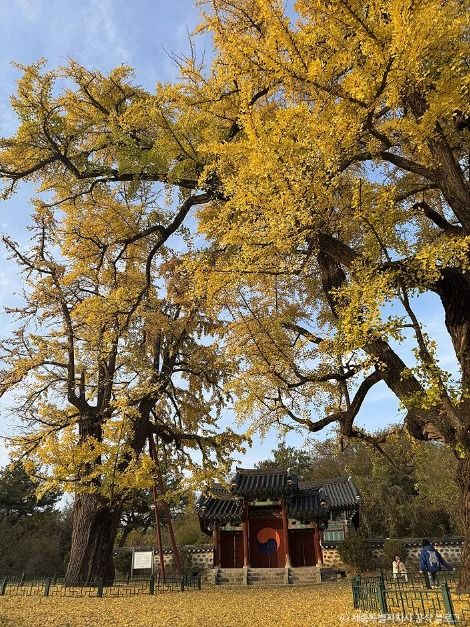 세종_세종 임난수 은행나무 (4)
