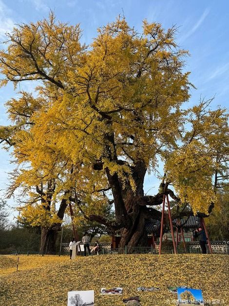 세종_세종 임난수 은행나무 (5)