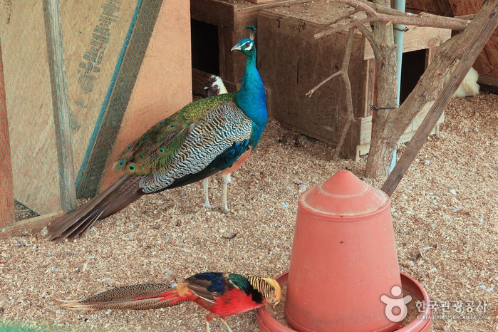 관광두레 세종 쌍류포도정원 기사 사진 7