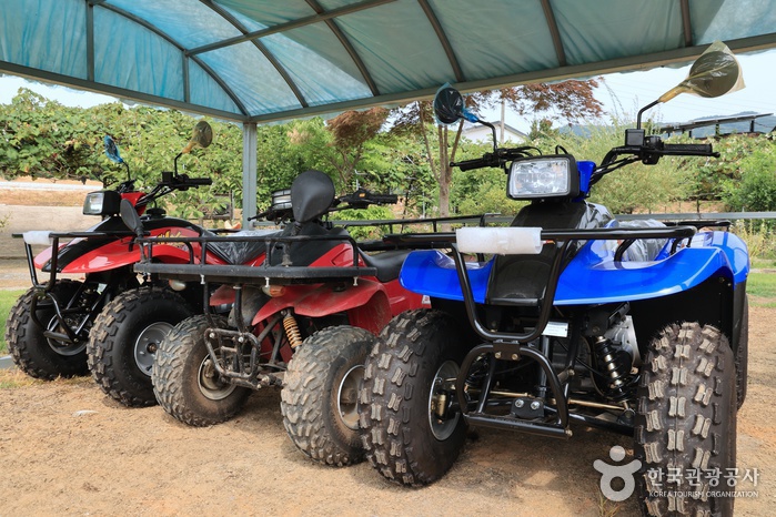 관광두레 세종 쌍류포도정원 기사 사진 8