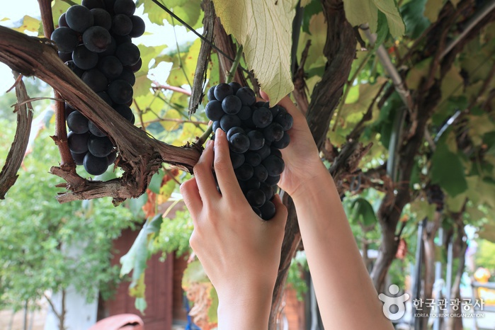 관광두레 세종 쌍류포도정원 기사 사진 11