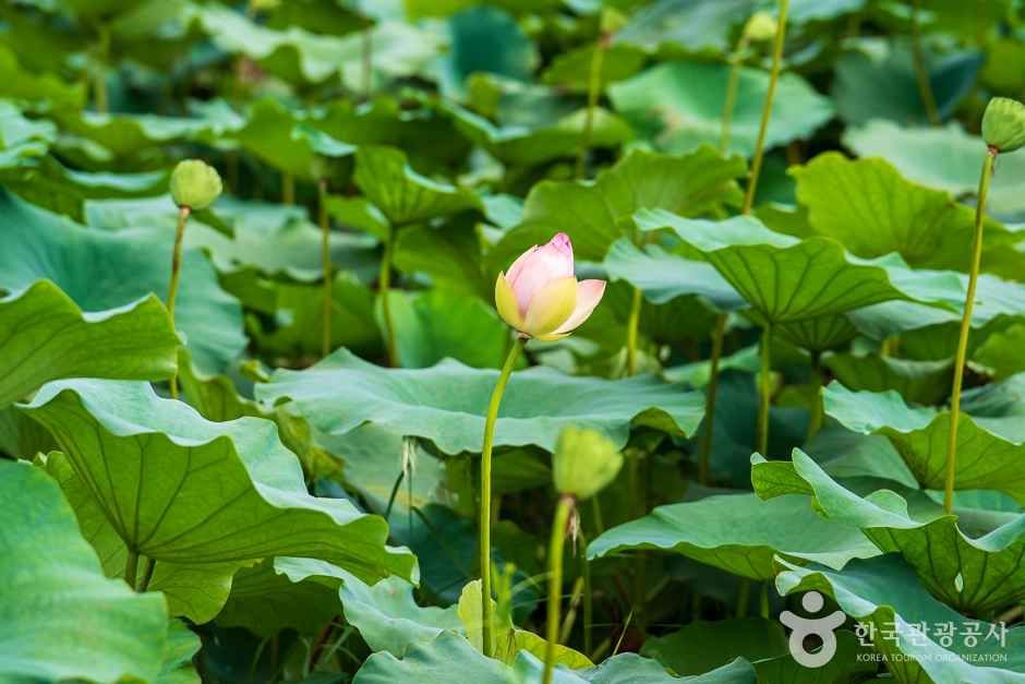 조천연꽃공원 (8)