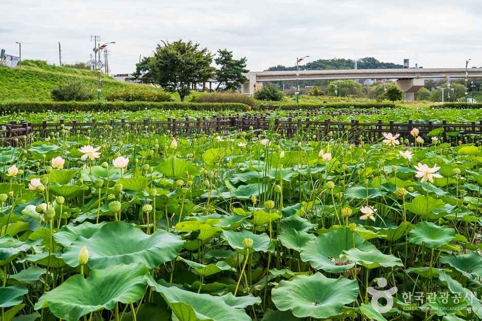 조천연꽃공원 (11)