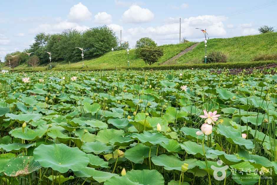 조천연꽃공원 (12)