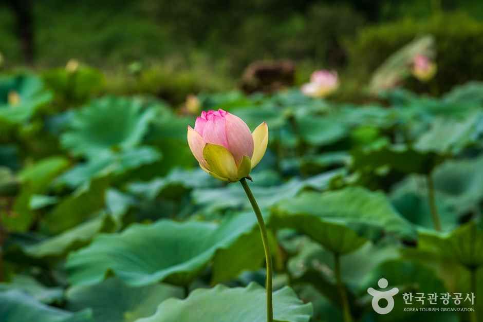 조천연꽃공원 (14)